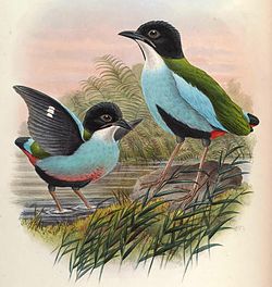 Pitta steerii