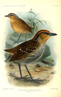 Pittasoma rufopileatum