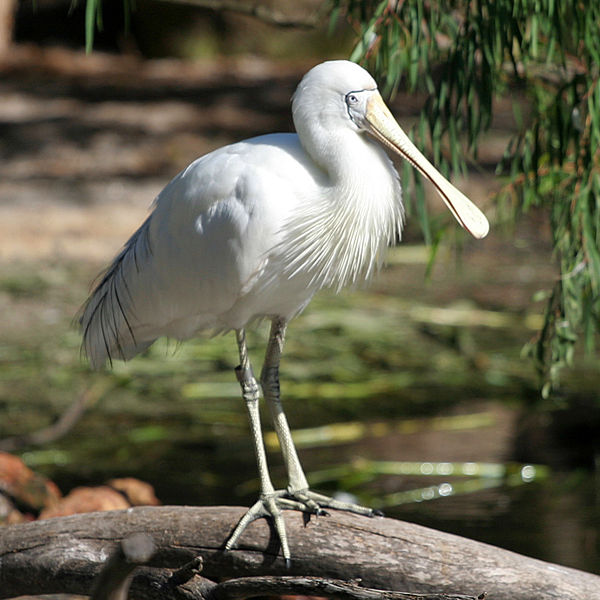 Platalea flavipes