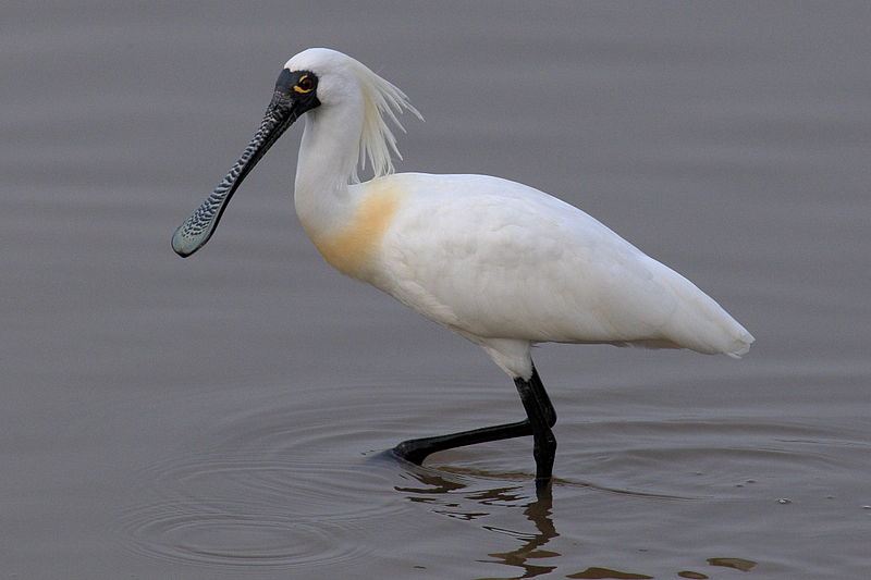Platalea minor