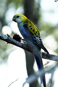 Platycercus adscitus