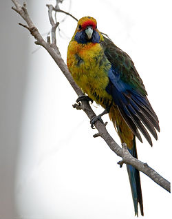 Platycercus caledonicus