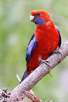 Platycercus elegans
