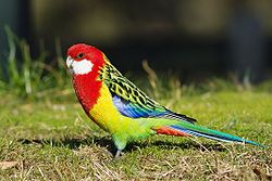 Platycercus eximius