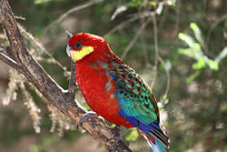 Platycercus icterotis