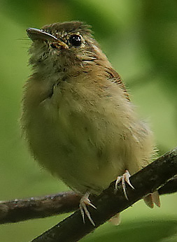 Platyrinchus cancrominus