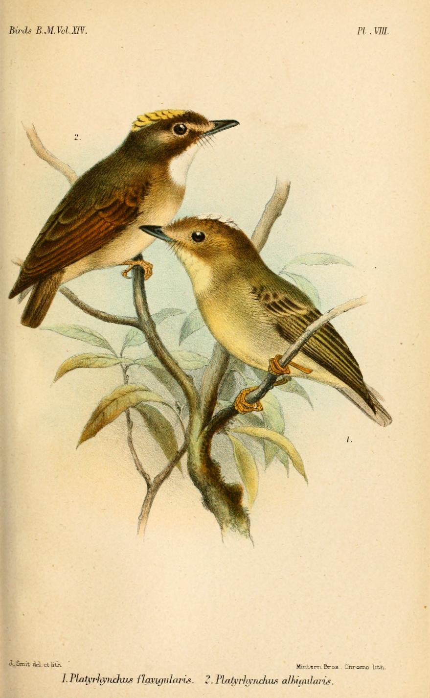 Platyrinchus flavigularis