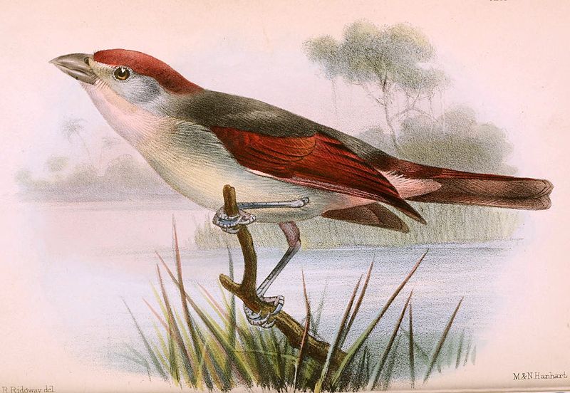 Platysteira blissetti