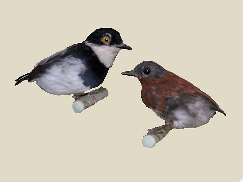 Platysteira castanea