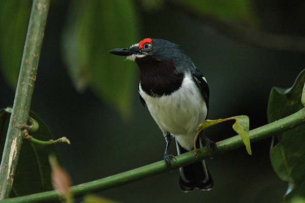 Platysteira cyanea
