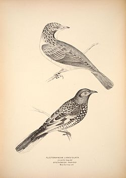Plectorhyncha lanceolata