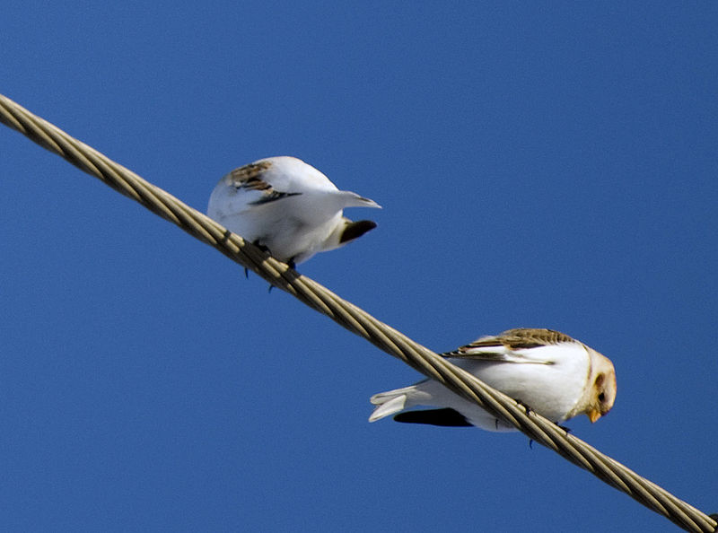 Plectrophenax hyperboreus
