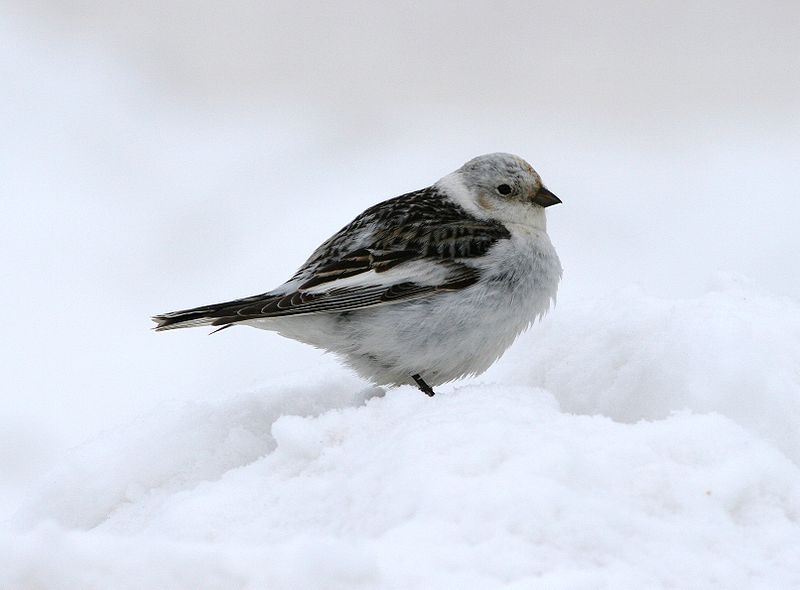 Plectrophenax nivalis
