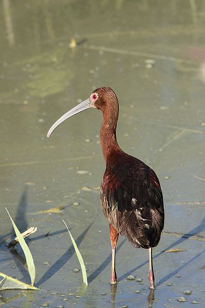Plegadis chihi