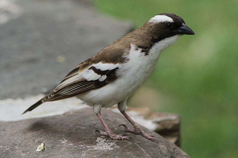Plocepasser mahali