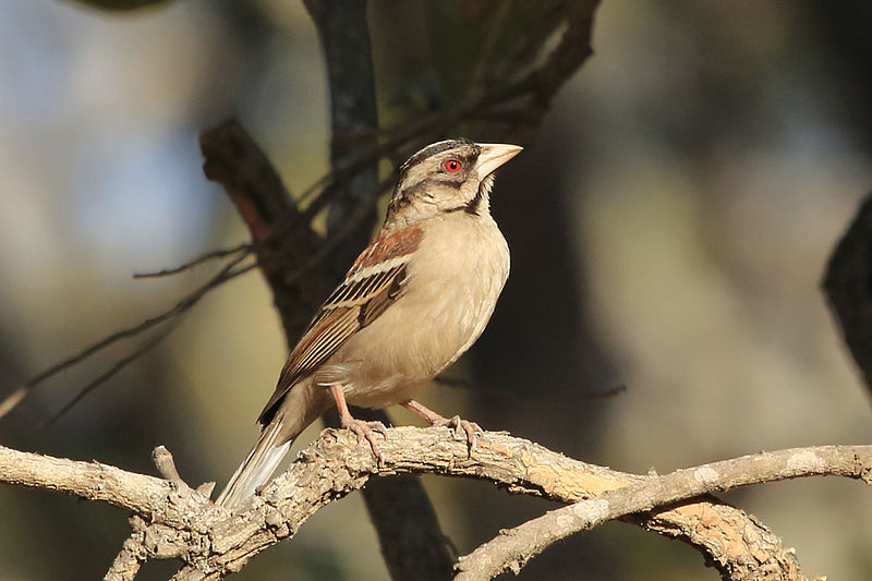 Plocepasser rufoscapulatus