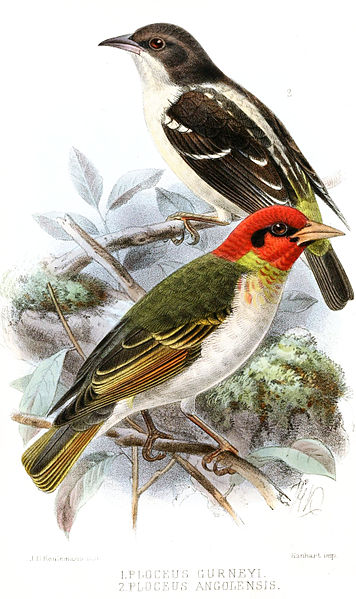 Ploceus angolensis