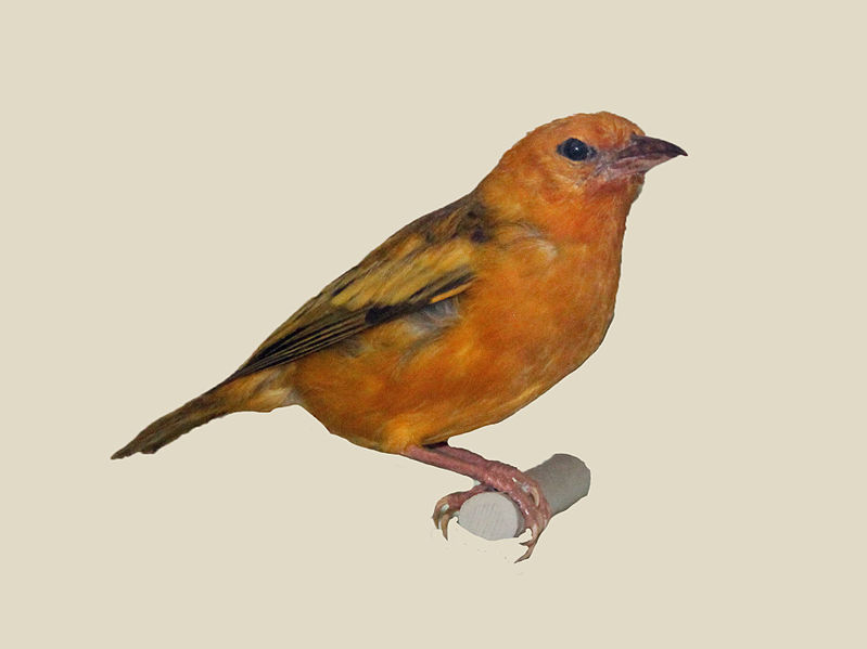Ploceus aurantius