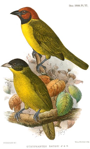 Ploceus batesi