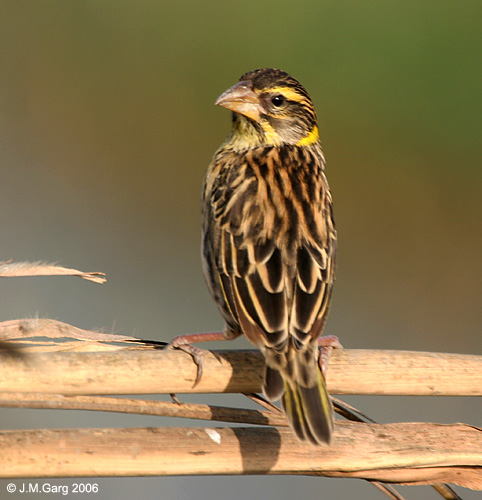 Ploceus benghalensis