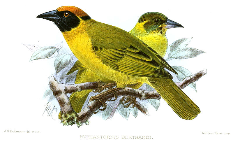 Ploceus bertrandi