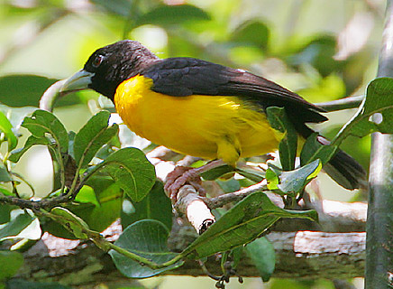 Ploceus bicolor