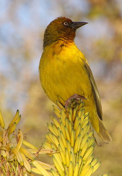 Ploceus capensis