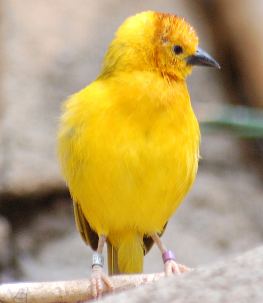 Ploceus castaneiceps