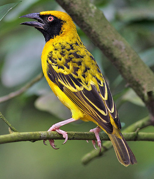 Ploceus cucullatus