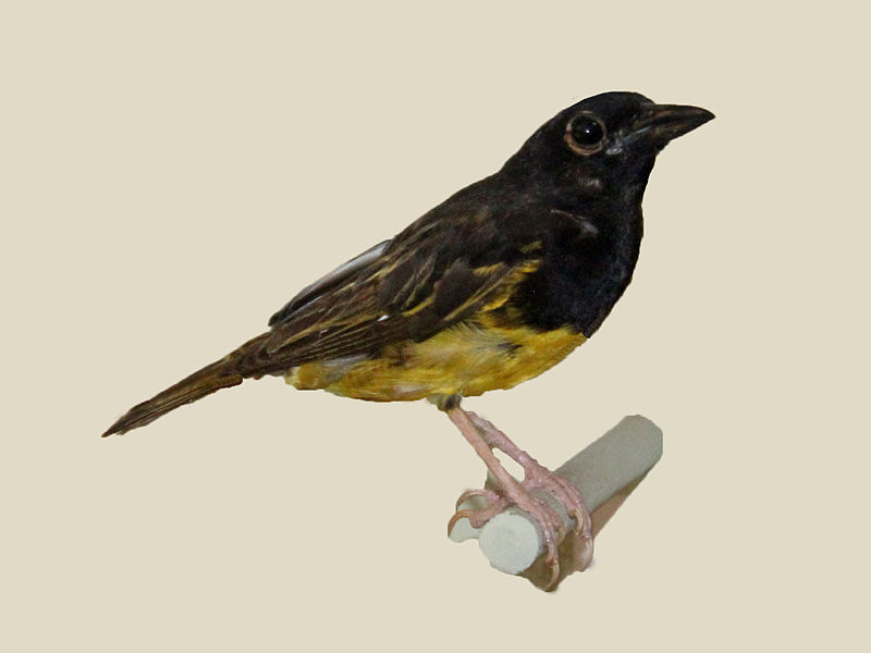 Ploceus golandi