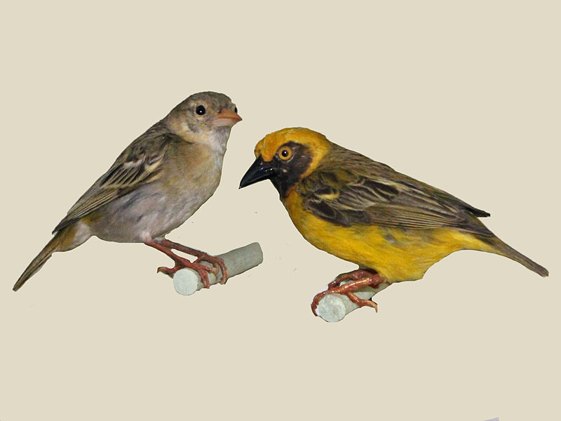 Ploceus heuglini