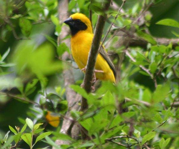 Ploceus hypoxanthus