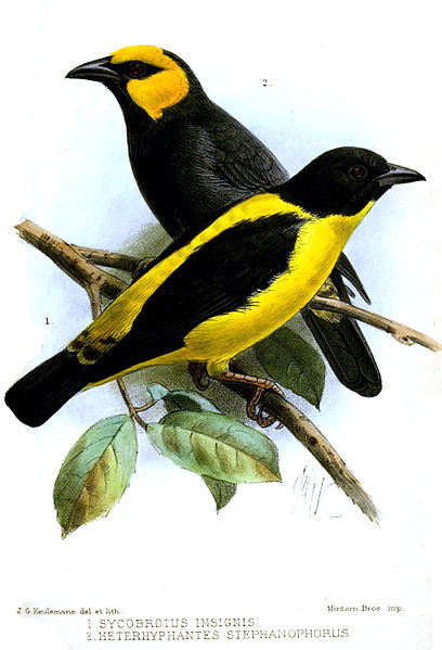 Ploceus insignis