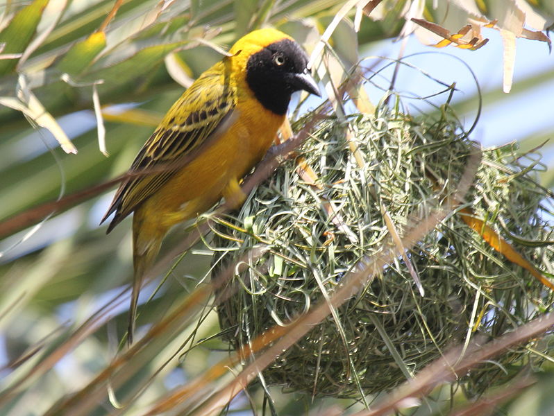 Ploceus intermedius
