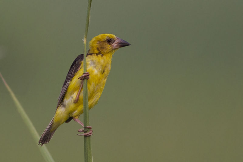 Ploceus megarhynchus
