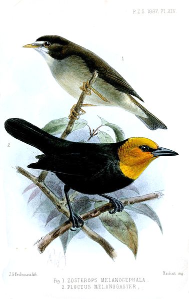 Ploceus melanogaster
