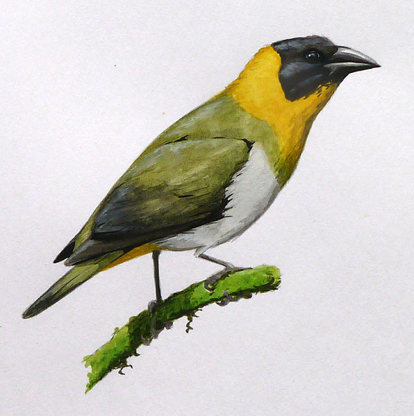 Ploceus nelicourvi
