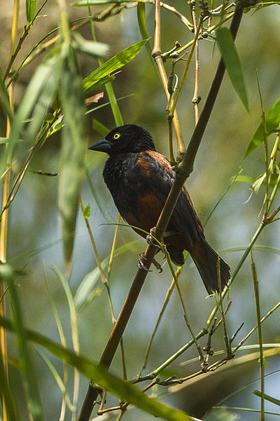 Ploceus nigerrimus
