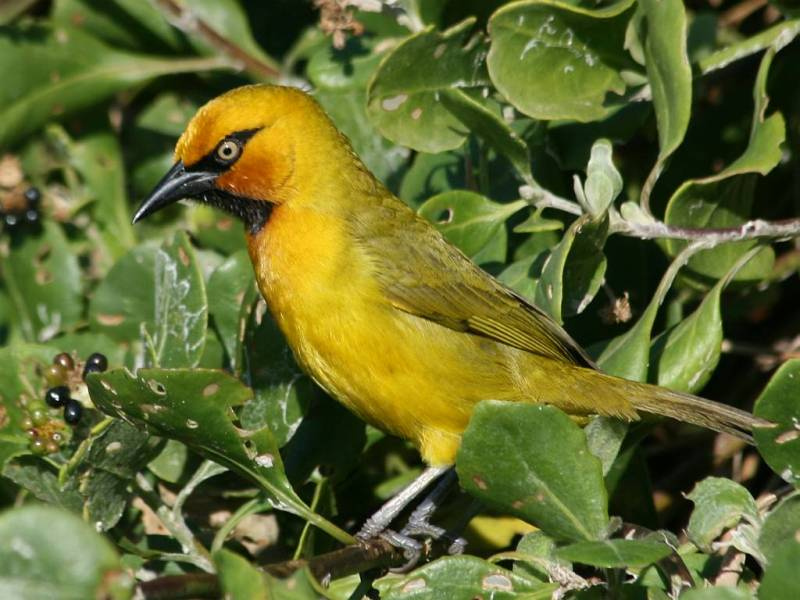 Ploceus ocularis