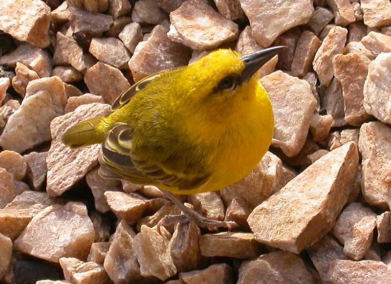Ploceus pelzelni