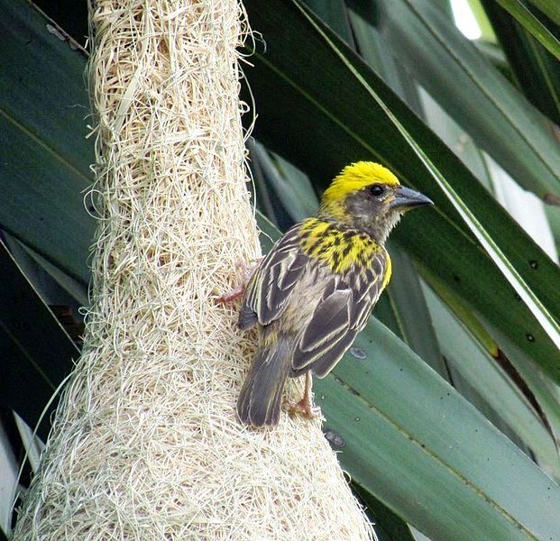 Ploceus philippinus