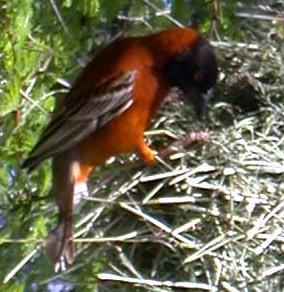 Ploceus rubiginosus