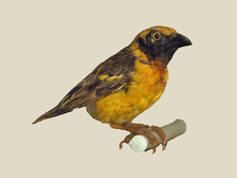 Ploceus spekeoides