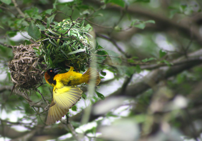 Ploceus tricolor