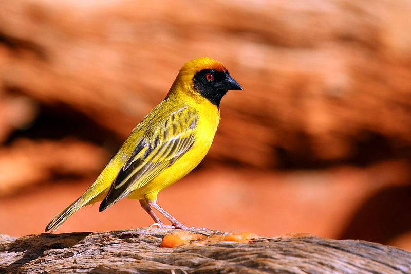 Ploceus velatus