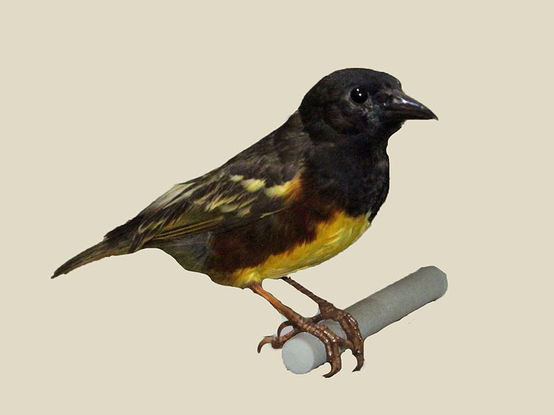 Ploceus weynsi