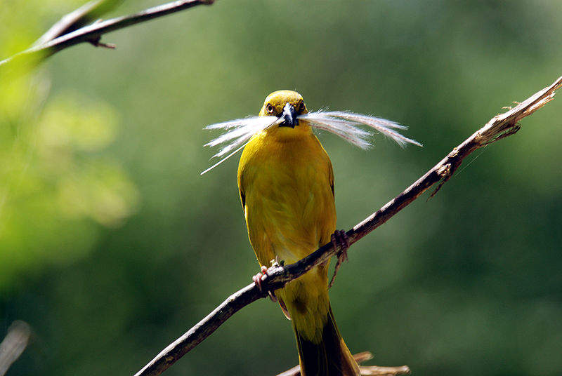 Ploceus xanthops