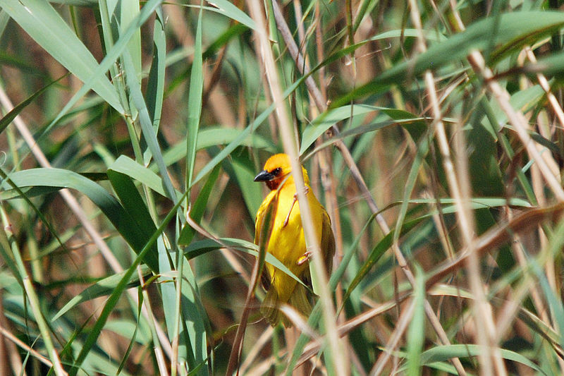 Ploceus xanthopterus