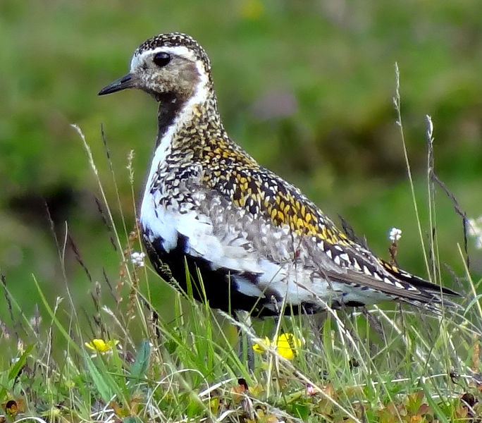 Pluvialis apricaria