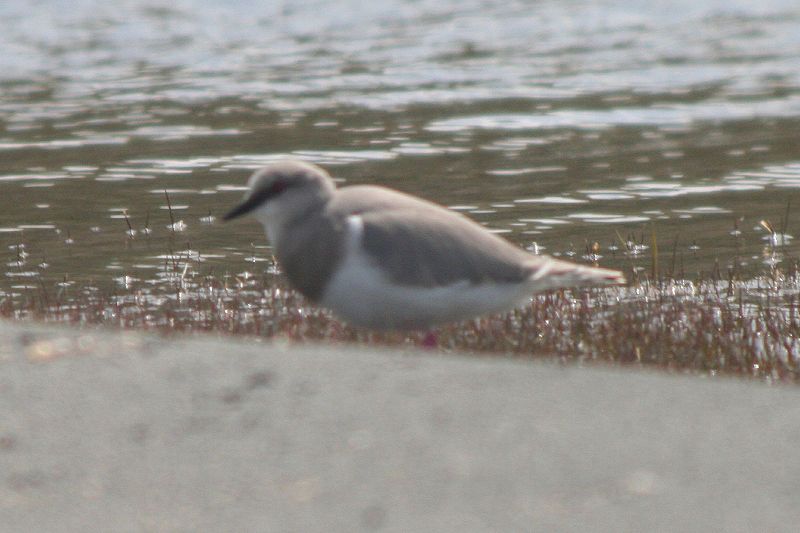 Pluvianellus socialis